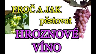 RÉVA VINNÁ | Pěstování HROZNOVÉHO VÍNA v domě i bytě | PROČ a JAK pěstovat víno - pro začátečníky