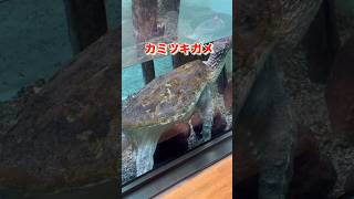 【井の頭自然文化園 水生物館】#井の頭恩賜公園 #水生物館 #淡水魚#両生類#魚類#カメ#イモリ#オオサンショウウオ