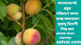 পিচ ফলের গাছ । পিচ ফলের উপকারিতা । পিচ ফলের চারা