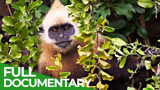 On the Brink of Extinction - Saving the Last Cat Ba Langurs | Free Documentary Nature