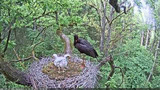 Black Storks nest / Melnā stārķa ligzda - video 02.06.2015