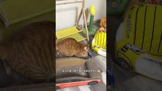 几天不见，甚是想念 橘猫 吉娃娃 邪恶摇粒绒 猫咪的迷惑行为