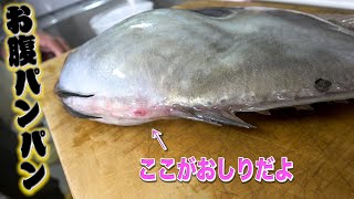 群れをなさない高級魚！肝を溶かして作った鍋がおいしかったよ！！