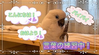 【オウムに言葉を教える】おはよう！こんにちは！ルリメタイハクオウムと会話