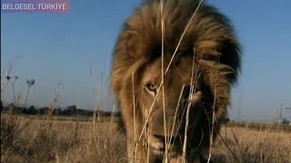 ASLAN BELGESELİ | ÇÖL ASLANI (TÜRKÇE BELGESEL) Lion Attacked by Clan of Hyenas - National Geographic