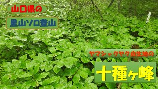 【里山登山】山口市 十種の神宝を埋めたという伝説の十種ヶ峰