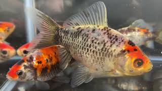 ★THE.GOLDFISH★ 動画有★ 銀鱗墨和金 約10ｃｍ 明け２歳 5匹　＃金魚＃銀鱗和金＃鮒尾和金＃三色和金＃ヤフオク出品中