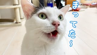 お喋りしながらおやつを待つ猫チロさん