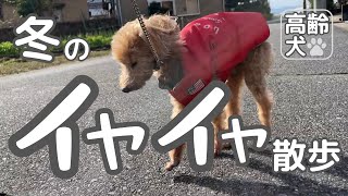 老犬は寒い冬が苦手。貴重な晴れ間に無理やり外に連れ出され抵抗するチップくん。|シニア犬|トイプードルのチップくん｜