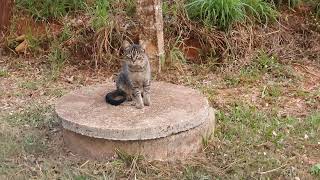 Suspicious Cat hides from camera behind grass | Mackerel cat | Gato Tigrado | Gato atigrado listado