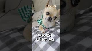 강아지라면 무조건 반응하는 소리 #shorts