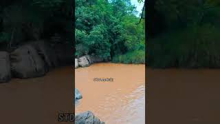 Sanghagara waterfall💦 ||#Natural Beauty of Keonjhar,Odisha😇||#shortvideos