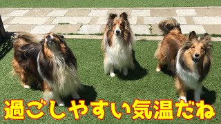 【シェルティ】過ごしやすい気温だね☀【お庭ラン】