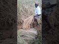 മകര കൊയ്ത്ത് paddies harvesting