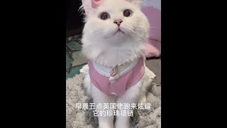 每天都要炫耀一番的英国佬 #这么可爱的小猫咪 #猫咪的迷惑行为 #我和我的猫 #多肉奶团