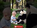 baby and panda a duo of pure cuteness