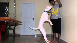 rajapalayam dog from 20 days to 4months