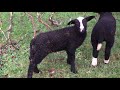 lambs ramble around as their mothers have breakfast