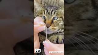 cat  چشای گربه بیچاره به چه روزی افتادن 😂😁😉#cat #سرگرمی_فارسی_بوتیوب #cats #خنده_دار #دلقک #animals