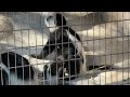 アビシニアコロブスのようすです【未公開編】【上野動物園】