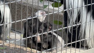 アビシニアコロブスのようすです【未公開編】【上野動物園】