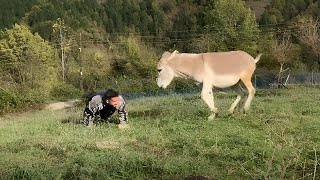 The Unexpected Best Friend: A Donkey’s Heartwarming Story