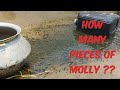 Molly Fish Breeding Setup