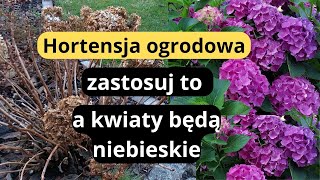 Jak dobrze przezimować hortensje ogrodowe, jak zmienić kolor kwiatów na niebieski