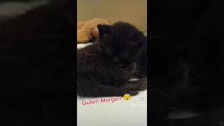 Cute black kitten Cat falls asleep 😃 แมวน้อยง่วงนอน