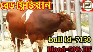 ADL Red Frisian and Government Red frisian in Bangladesh.