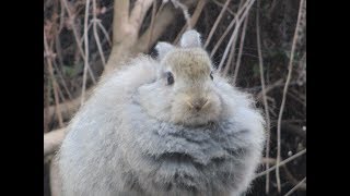 大久野島のもふもふ子うさぎさん A fluffy bunny in Rabbit Island