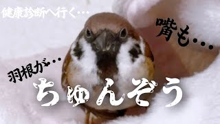 雀のちゅんぞう~ マイナートラブル発生。新入り文鳥のぷりんと健康診断へ行って参る…からの報告