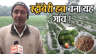 बड़े पैमाने पर होती है इस गांव में Strawberry की खेती, सालाना 5 से 10 करोड़ कमा रहे Farmer