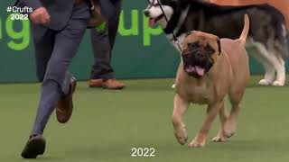 Best of Breed, Working Group|BULLMASTIFF|