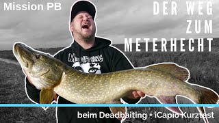 Mission PB | Der Weg zum Meterhecht beim Deadbaiting + iCapio Kurztest