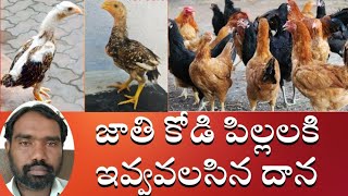 pure country chicken in india || pure chicken || దేశవాళి కోళ్లను ఎలా పెంచాలి #loveindia243sunil