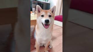 にこやかな顔でゲップを披露する柴犬