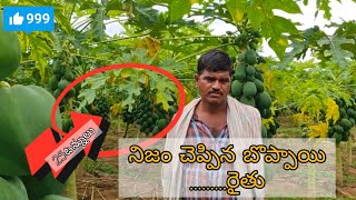 బొప్పాయి సాగు papaya cultivation telugu