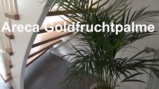 Areca Palme pflegen Goldfruchtpalme Madagaskar Palme Pflege Tipps Standort Gießen Düngen vermehren