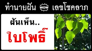 ฝันเห็นใบโพธิ์ #ทำนายฝัน #ทำนายฝันและเลขโชคลาภ #ฝันเห็น