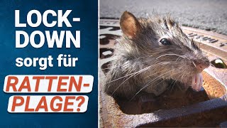 Mehr Ratten in der Stadt durch \