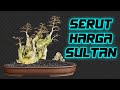 DERETAN BONSAI SERUT TERBAIK 2021 PAMNAS GIANYAR Bag. 2