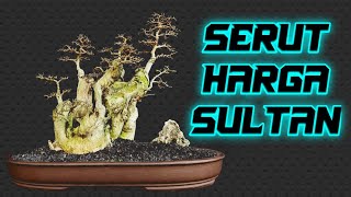 DERETAN BONSAI SERUT TERBAIK 2021 PAMNAS GIANYAR Bag. 2