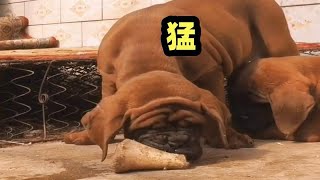 原本是想创造出大型菜狗，没想到土佐与猛犬混血后诞生顶级杜莎犬