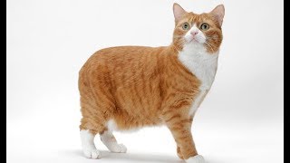 Manx Cat - Pros and Cons of Owning This Interesting Pet