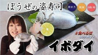 【イボダイ】食べ応え抜群！？✨ぼうぜの姿寿司を作ってみよう‼️｜クラハシ公式