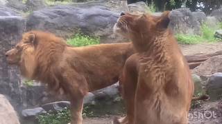 雨が降ってきたから室内に入れと欲しいライオン🌈とべ動物園にて