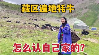 藏区草原上遍地牦牛，牛奶做出各种美食，牧民咋区分自己家的牛？