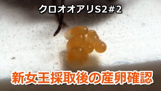 クロオオアリS2#2　新女王採取後の産卵確認