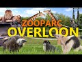 ZooParc Overloon - Ein echter Geimtipp! | Zoo-Eindruck